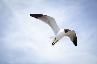 Low angle view of seagull flying