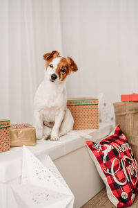 Adorable jack russell dog indoor in front of christmas decoration at home