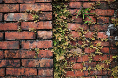 Full frame shot of ivy on brick wall