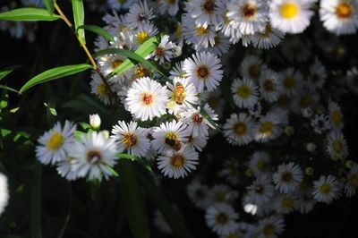 Close-up of white daisy flowers