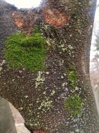 Close-up of moss growing on tree trunk