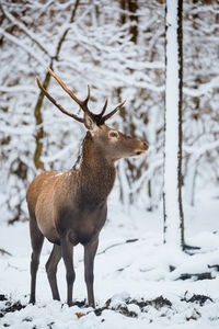 Deer standing on snow covered field