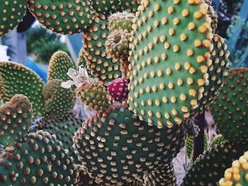 Close-up of succulent plant in market