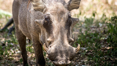 Close-up portrait of a warthog