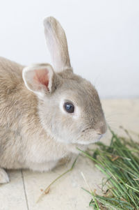 Portrait of a fluffy beige rabbit eating grass, pet, cute animal, easter bunny