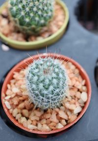 High angle view of succulent plant on table