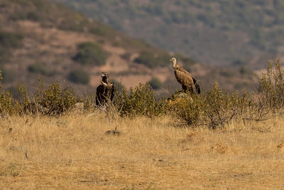 Vultures perching on plants