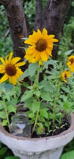 Close-up of yellow flowering plant in pot