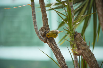 Close-up of bird perching on branch