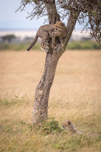 Cheetahs on field in forest