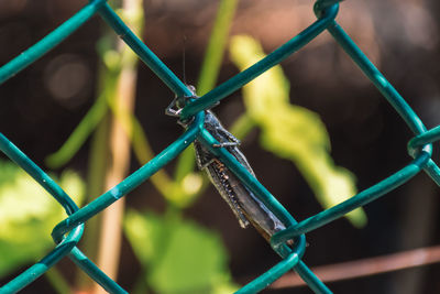 Close-up of insect on metal fence
