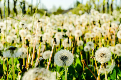 Close-up of white flowering plants on field