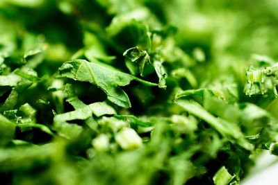 Close-up of fresh green leaf