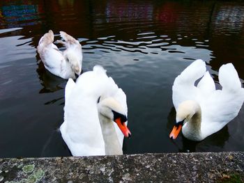 Swans swimming on lake