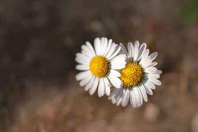 Close-up of white daisy