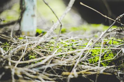 Close-up of grass