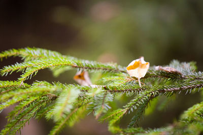 Close-up of fern leaves on branch