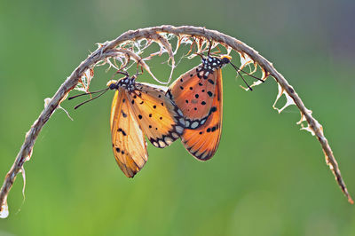 Close-up of butterfly perching on leaf