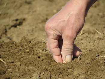 Cropped hand of man planting seed in sand