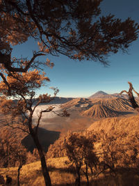 View of trees on mountain