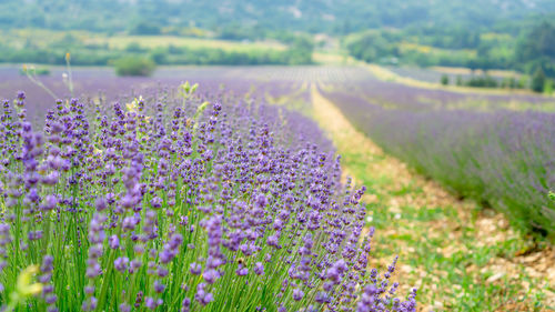 Beautiful blue petals of lavender flower blossom in row at field, selective focus and closeup photo