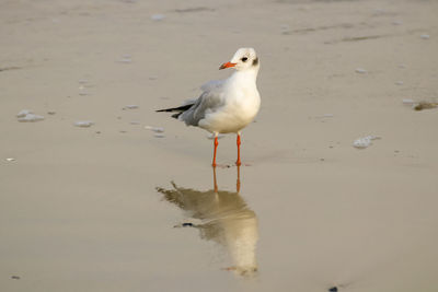 Seagull perching on a beach