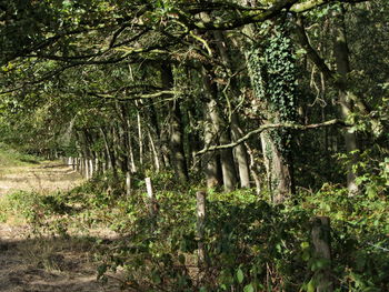 Trees in forest