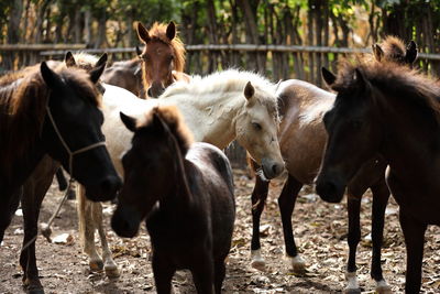 Horses standing in a field