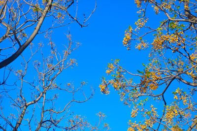 Low angle view of flower tree against clear blue sky