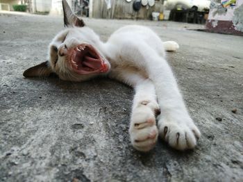 Close-up of dog yawning