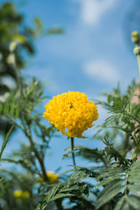 Close-up of yellow flowers blooming outdoors