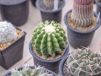 High angle view of succulent plant on table