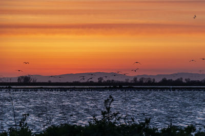 Silhouette birds flying over sea against orange sky