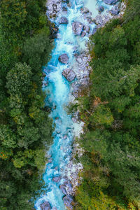 High angle view of trees growing on land