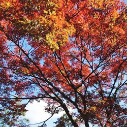 Low angle view of trees