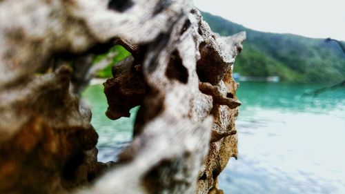 Close-up of tree trunk against rocks