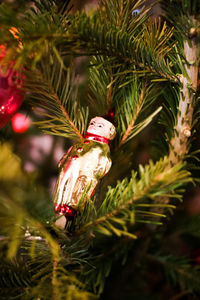 Close-up of christmas tree on plant