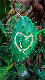 Close-up of succulent plant