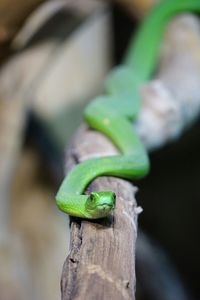 Close-up of lizard on tree