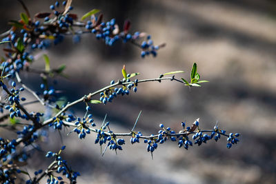 Close-up of flowering plant against blurred background