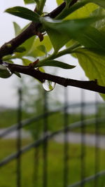 Close-up of water drops on plant