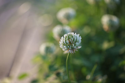 Close-up of white flowering plant