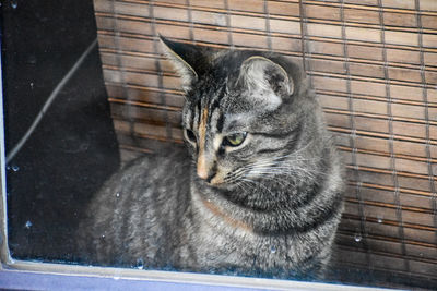 Close-up of a cat in a door