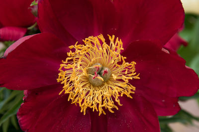 Close-up of red flower