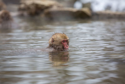 Monkey swimming in lake