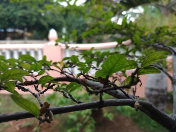 Close-up of plant by tree against building