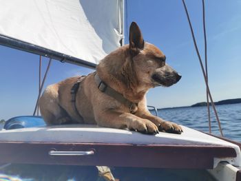 Dog looking at sea against sky