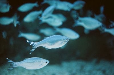 Close-up of fish swimming in sea