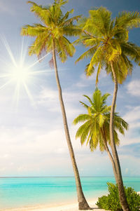 Palm tree by sea against clear sky