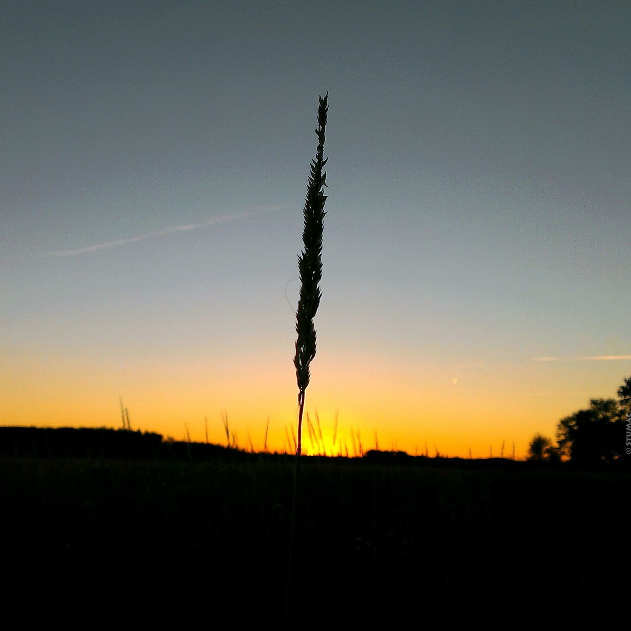 silhouette, sunset, clear sky, copy space, tranquil scene, tranquility, landscape, orange color, nature, beauty in nature, scenics, field, sky, tree, idyllic, outdoors, dusk, no people, outline, growth